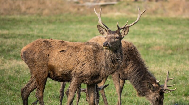 « Qui a fait ça ? » : Un cerf portant une veste de sécurité réfléchissante aperçu près d’un village au Canada