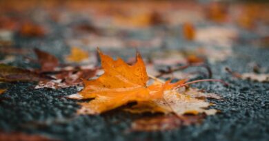 Retour de la pluie en Algérie : plusieurs wilayas sous vigilance jaune ce jeudi 7 novembre