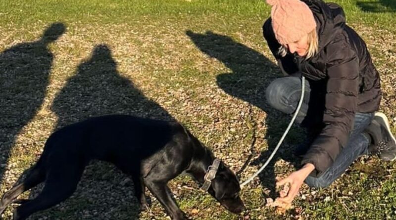 Roissy : « C’était magique »… L’émotion de Carine, qui a participé au sauvetage de la chienne Amalka