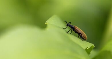 Un insecte mangeur de plastique découvert pour la première fois en Afrique