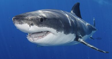 Var : Un grand requin blanc de près de 4 mètres aperçu au large des côtes fait sensation