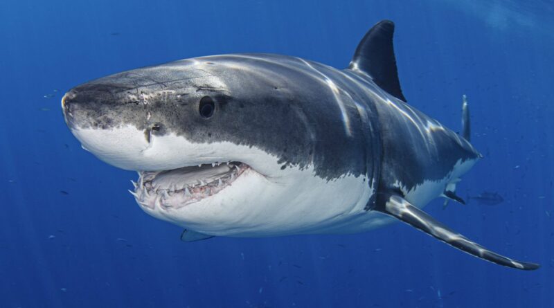 Var : Un grand requin blanc de près de 4 mètres aperçu au large des côtes fait sensation