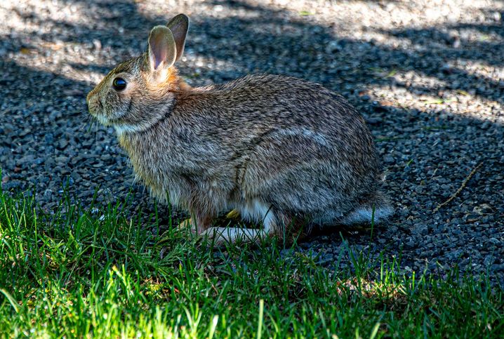 Du vert et un lapin, c'est sûr on va chavirer.