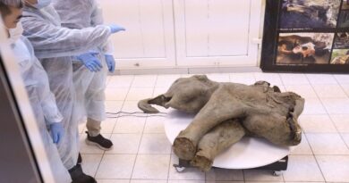 180 kg et 50.000 ans… Voici Iana, une bébé mammouth presque intacte, retrouvée dans l’extrême-Orient russe