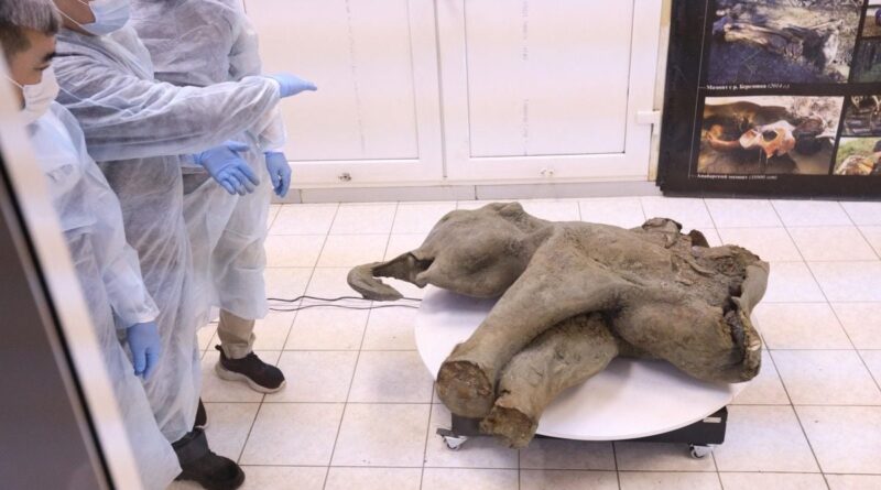 180 kg et 50.000 ans… Voici Iana, une bébé mammouth presque intacte, retrouvée dans l’extrême-Orient russe