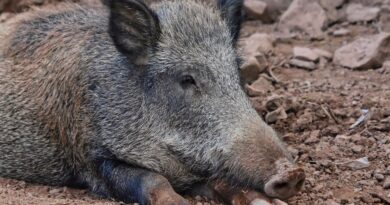 Aube : Une marche blanche pour sauver Rillette, le sanglier menacé d’euthanasie