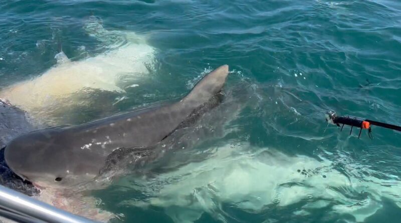 Australie : Un pêcheur tué par un requin dans la Grande Barrière de corail