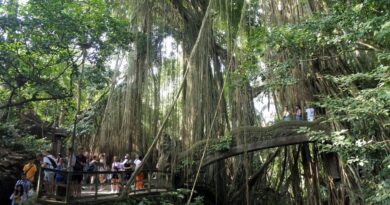 Bali : Deux touristes, dont une Française, tuées par la chute d’un arbre sur un lieu très touristique