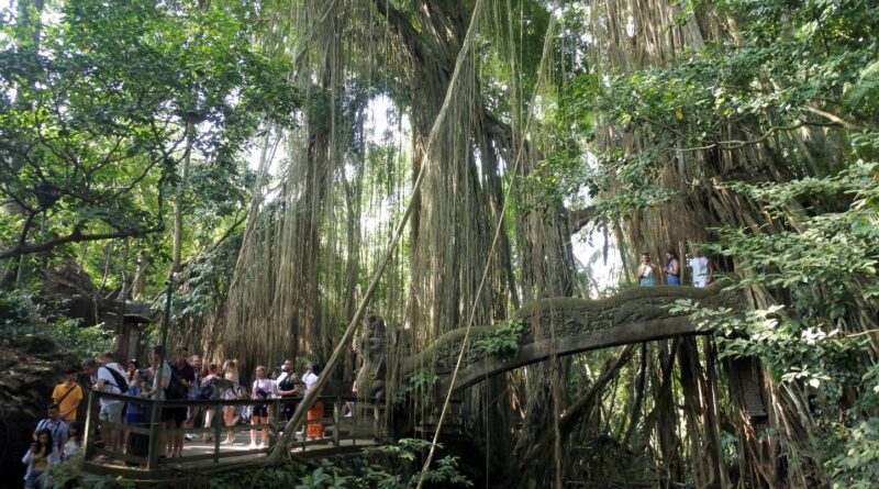 Bali : Deux touristes, dont une Française, tuées par la chute d’un arbre sur un lieu très touristique