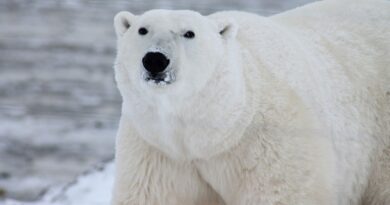 Canada : Un homme saute sur un ours polaire et se bat avec lui pour protéger sa femme