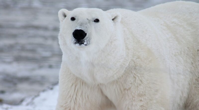 Canada : Un homme saute sur un ours polaire et se bat avec lui pour protéger sa femme