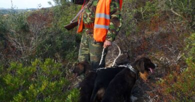 « Comme s’ils voulaient s’arracher la tête »… C’est quoi cette maladie qui tue les chiens de façon horrible ?