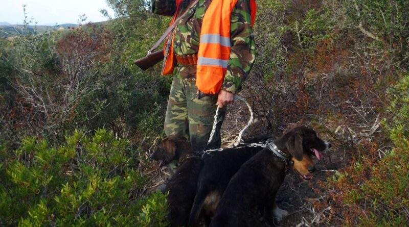 « Comme s’ils voulaient s’arracher la tête »… C’est quoi cette maladie qui tue les chiens de façon horrible ?