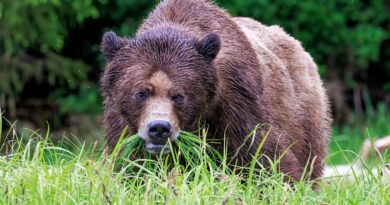 Etats-Unis : Traqué, un grizzly tue un chasseur en tombant d’un arbre