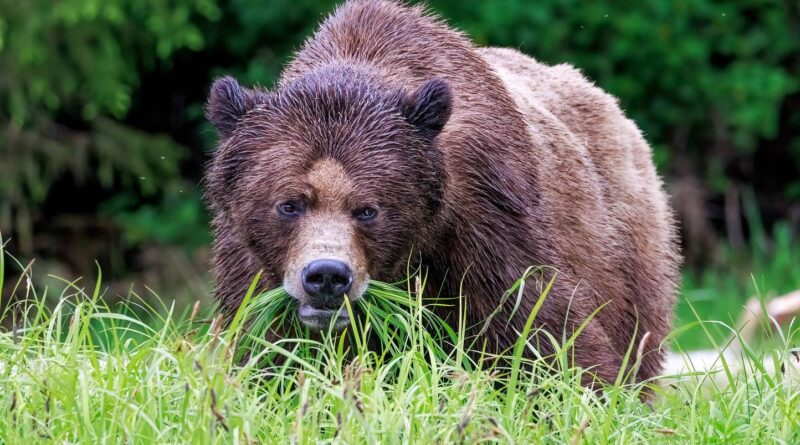 Etats-Unis : Traqué, un grizzly tue un chasseur en tombant d’un arbre