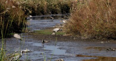 Grippe aviaire : Un premier cas grave détecté chez l’homme aux Etats-Unis