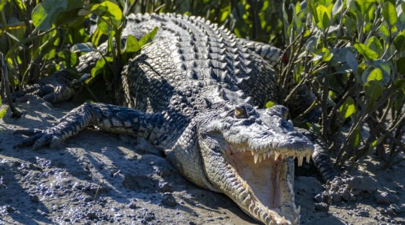 Indonésie : Une femme tuée par un crocodile dans une plantation de palmiers