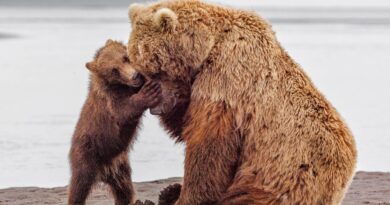 Japon : En rentrant chez lui, un homme surprend un ours dans son salon