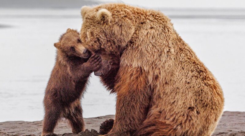 Japon : En rentrant chez lui, un homme surprend un ours dans son salon