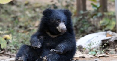 Japon : L’ours qui squattait un supermarché depuis deux jours a été capturé