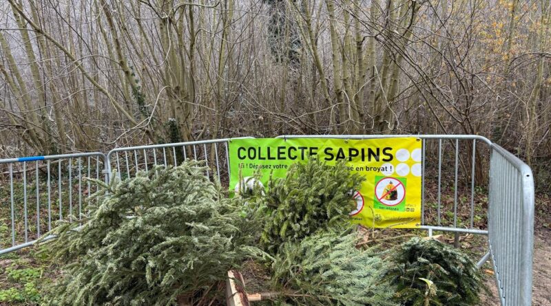 « Je l’enlève dès le 26 », « il reste jusqu’en mars »… Les sapins de Noël ont des durées de vie très variables