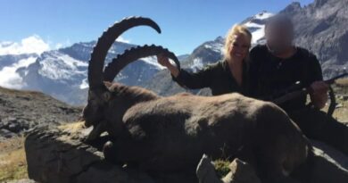 Les chasseurs étrangers peuvent à nouveau chasser le bouquetin en Valais