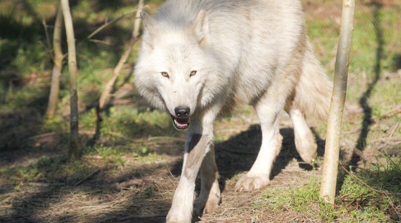 L’Etat autorise à abattre jusqu’à 192 loups en 2025, pas assez pour les éleveurs, alors que le nombre de loups diminue