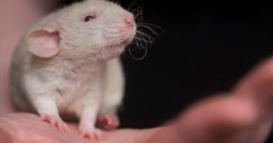 Marseille : L’étudiant qui avait mâché une souris vivante a été entendu au tribunal