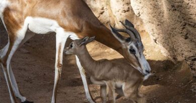 Naissance exceptionnelle : une Gazelle Dorcas, en danger d’extinction, voit le jour au parc d’El-Kala