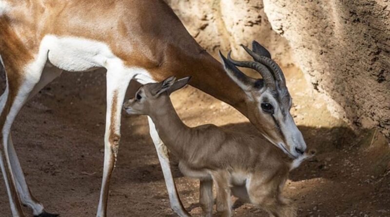 Naissance exceptionnelle : une Gazelle Dorcas, en danger d’extinction, voit le jour au parc d’El-Kala