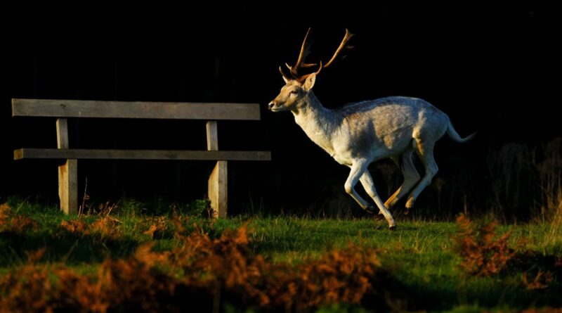 Oise : Un cerf traqué par des chasseurs provoque un accident de voiture