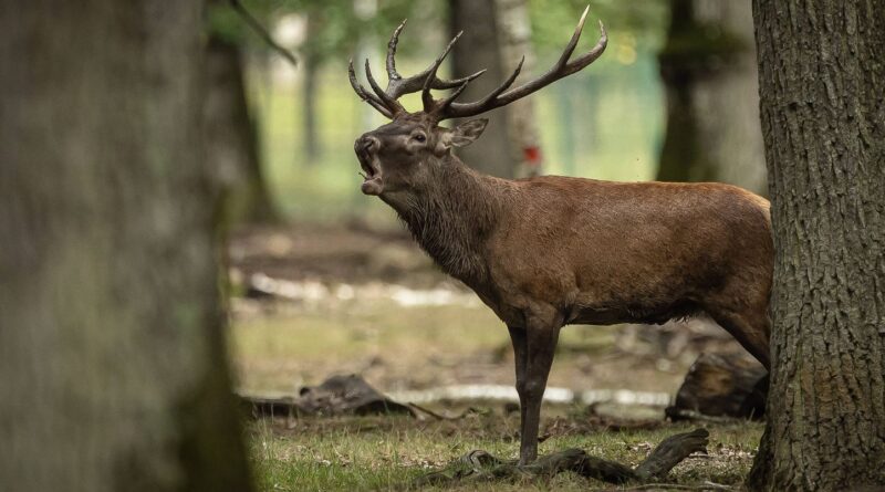 Orne : Émoi et enquête ouverte après l’abattage d’un cerf majestueux lors d’une chasse à courre