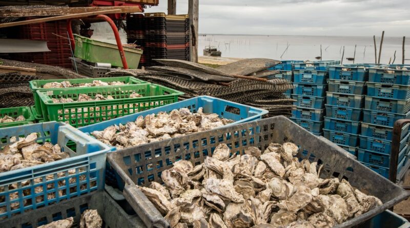 Ostréiculture : Un an après, la crise sanitaire des huîtres se fait-elle encore ressentir ?