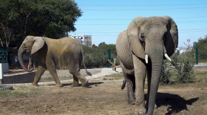 Pakistan : Une éléphante meurt dans un zoo quelques jours après avoir retrouvé sa sœur