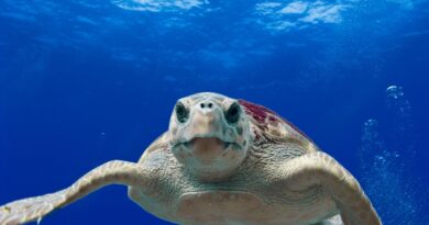 Philippines : Un ragoût de tortue de mer contaminé fait trois morts et une trentaine de malades