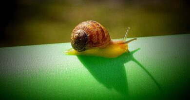 Portugal : 1.300 tout petits escargots évitent l’extinction sur une île de l’Atlantique