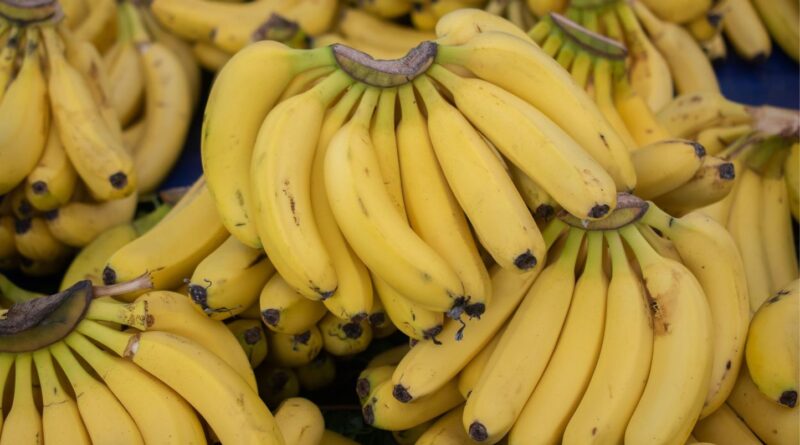 Portugal : Près de 3,5 tonnes de cocaïne saisies dans une cargaison de bananes