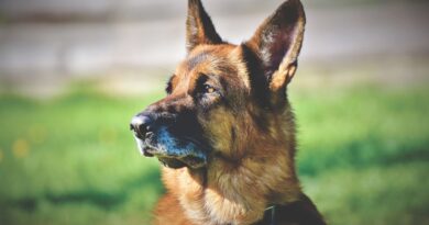 Royaume-Uni : Retraité depuis 4 ans, un ancien chien policier retrouve par hasard un homme porté disparu