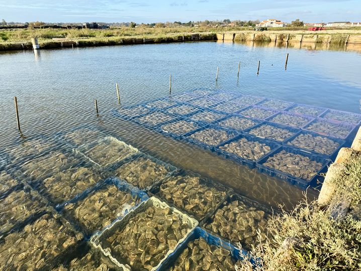 Après avoir été élevées en mer, les huîtres sont placées dans les claires pour l'affinage, durant deux à trois semaines.