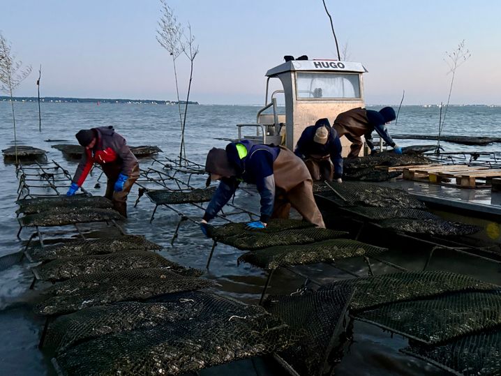 Les huîtres élevées depuis deux à trois ans dans les parcs en mer sont ramassées au petit matin, avant d'être placées dans les claires pour l'affinage.