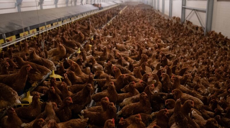 Un foyer de grippe aviaire « hautement pathogène » détecté dans un élevage dans l’Eure