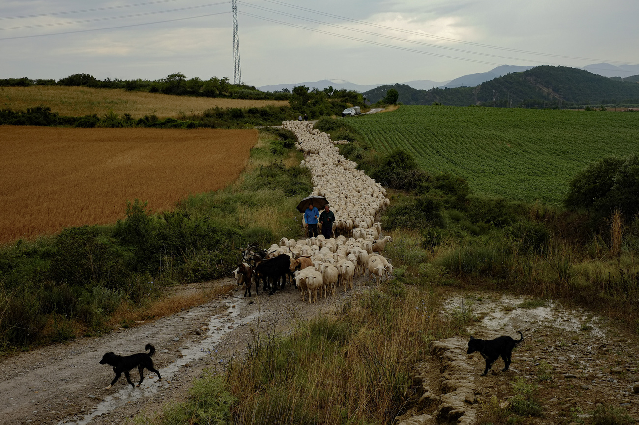 En Espagne, la transhumance des moutons est inscrite au patrimoine mondial de l'UNESCO.