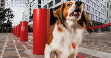 Votre chien est trop gros ? Avec « Urban Doggy Fit », la SPA veut lui faire faire des squats et du gainage