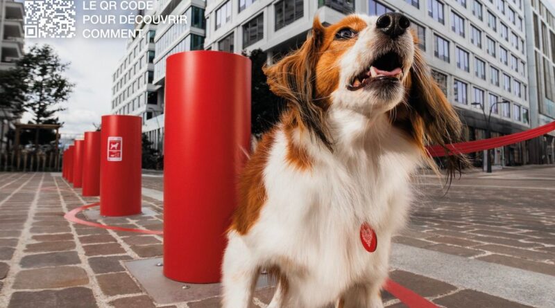 Votre chien est trop gros ? Avec « Urban Doggy Fit », la SPA veut lui faire faire des squats et du gainage