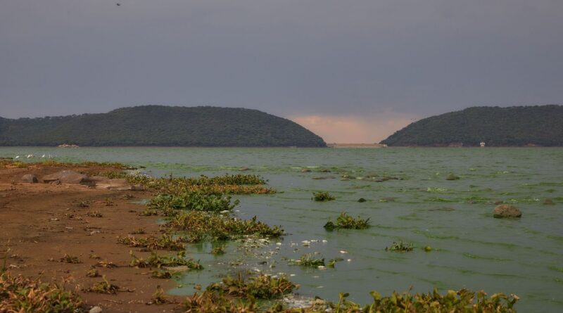 Zimbabwe : Quatre rhinocéros meurent après avoir bu de l’eau polluée