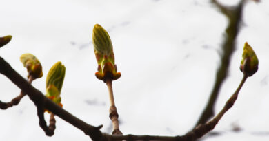 A Genève, le printemps commence lorsque le marronnier de la République le décide