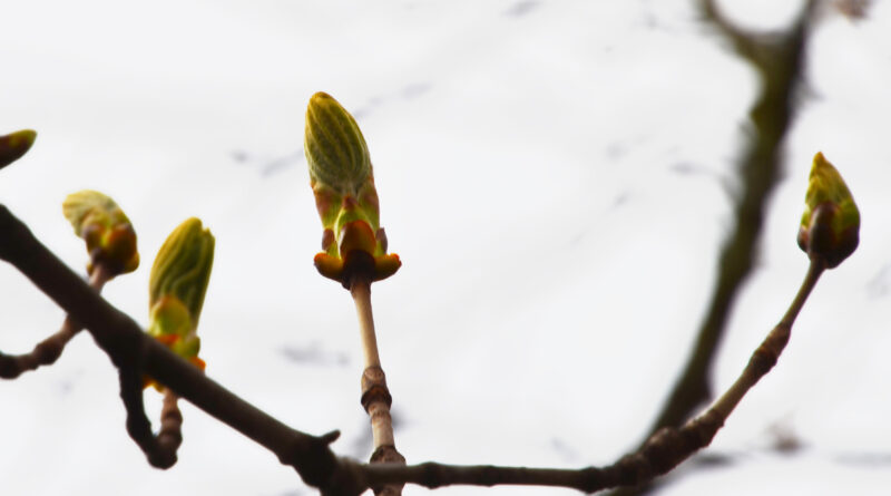 A Genève, le printemps commence lorsque le marronnier de la République le décide