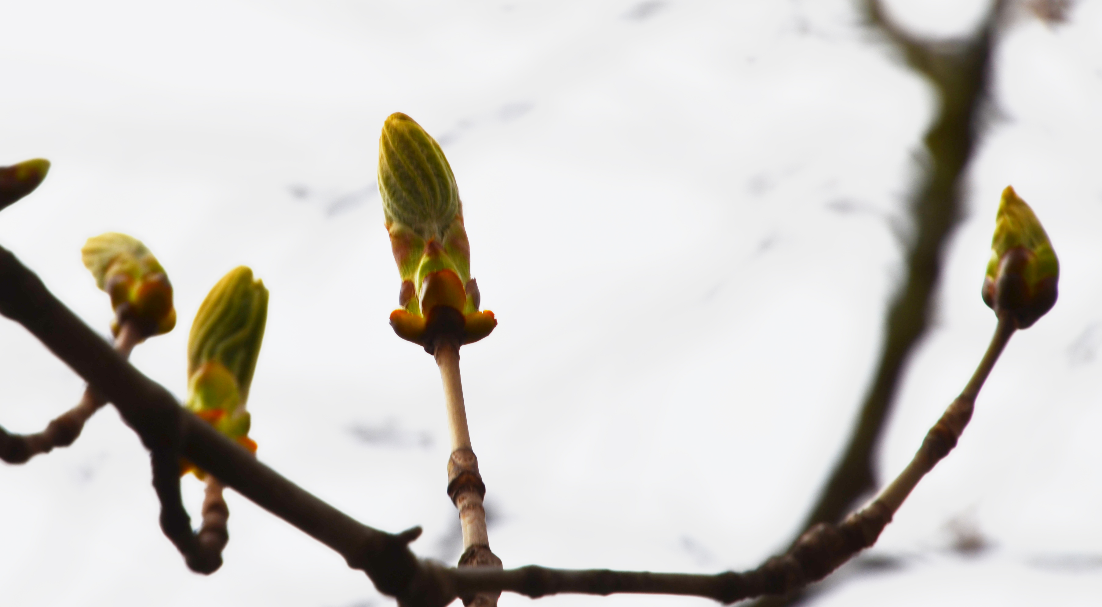 Des bourgeons