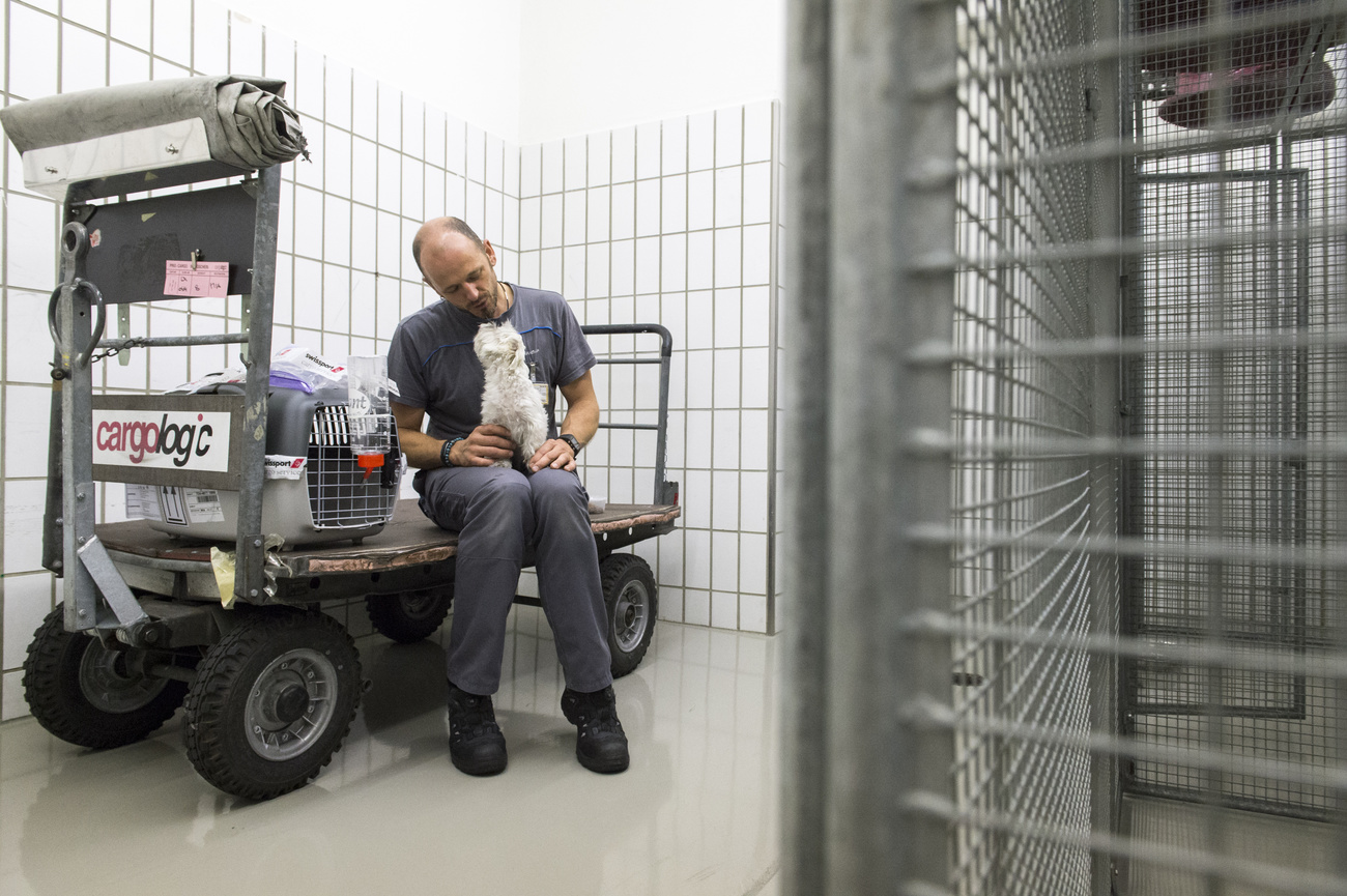 Un soigneur s'occupe d'un chien dans les locaux réservés aux animaux de l'aéroport de Zurich.