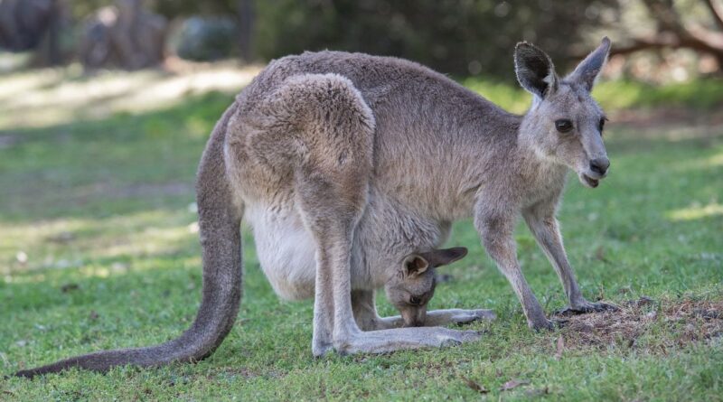 Australie : Un énorme kangourou de deux mètres attaque violemment un homme qui partait faire des courses